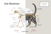 Animal Anatomy Study Pack, an Education Illustration by AnitaPol (Thumbnail 16 of 20)