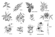 Set of medical plants., an Object Graphic by MarinaVorontsova (Thumbnail 3 of 4)