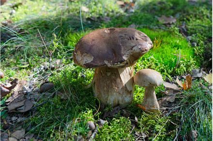 chanterelle mushrooms on wooden, a Food & Drink Photo by Neirfy