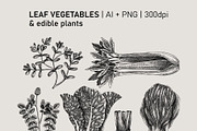 Vegetables & Herbs Vector Sketches., an Object Graphic by Yevheniia (Thumbnail 6 of 11)