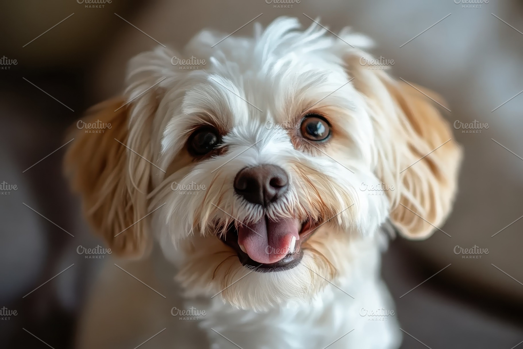 Close up of a happy dog with fluffy, a Photo by Iftikhar Alam