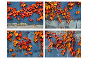 Autumn mood - 23 images, a Nature Photo by Ligrenok Art (Thumbnail 5 of 5)