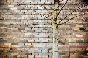 Tree With Brick Wall Background, a Wallpaper Photo by THP Creative