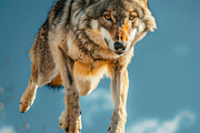 116 Flying animals, an Animal Photo by Handmadefont (Thumbnail 115 of 119)