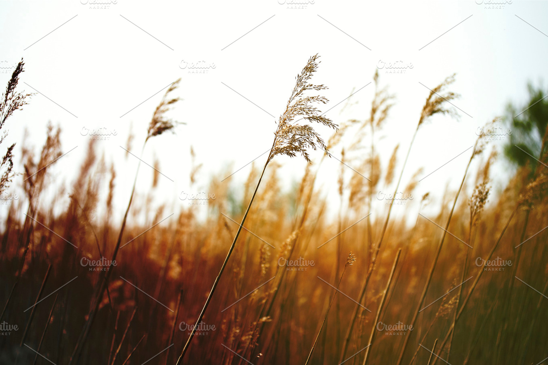 Grass containing grass, nature, and plants