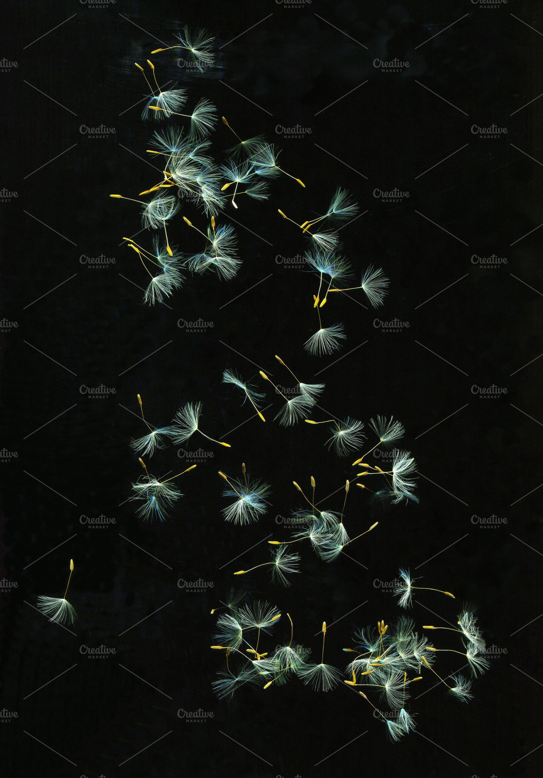 Summer snowflakes, an Abstract Photo by Wonderful World