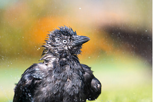 Close-up portrait of a jackdaw, an Animal Photo by Pakosta