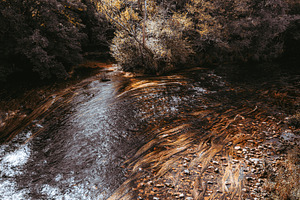 Forest river with aquatic plants, a Nature Photo by SkyNext