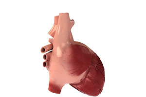 Detailed 3D Human Heart