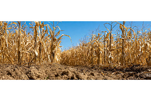 Dry cornfield under a clear blue sky, an Animal Photo by Igor Tichonow