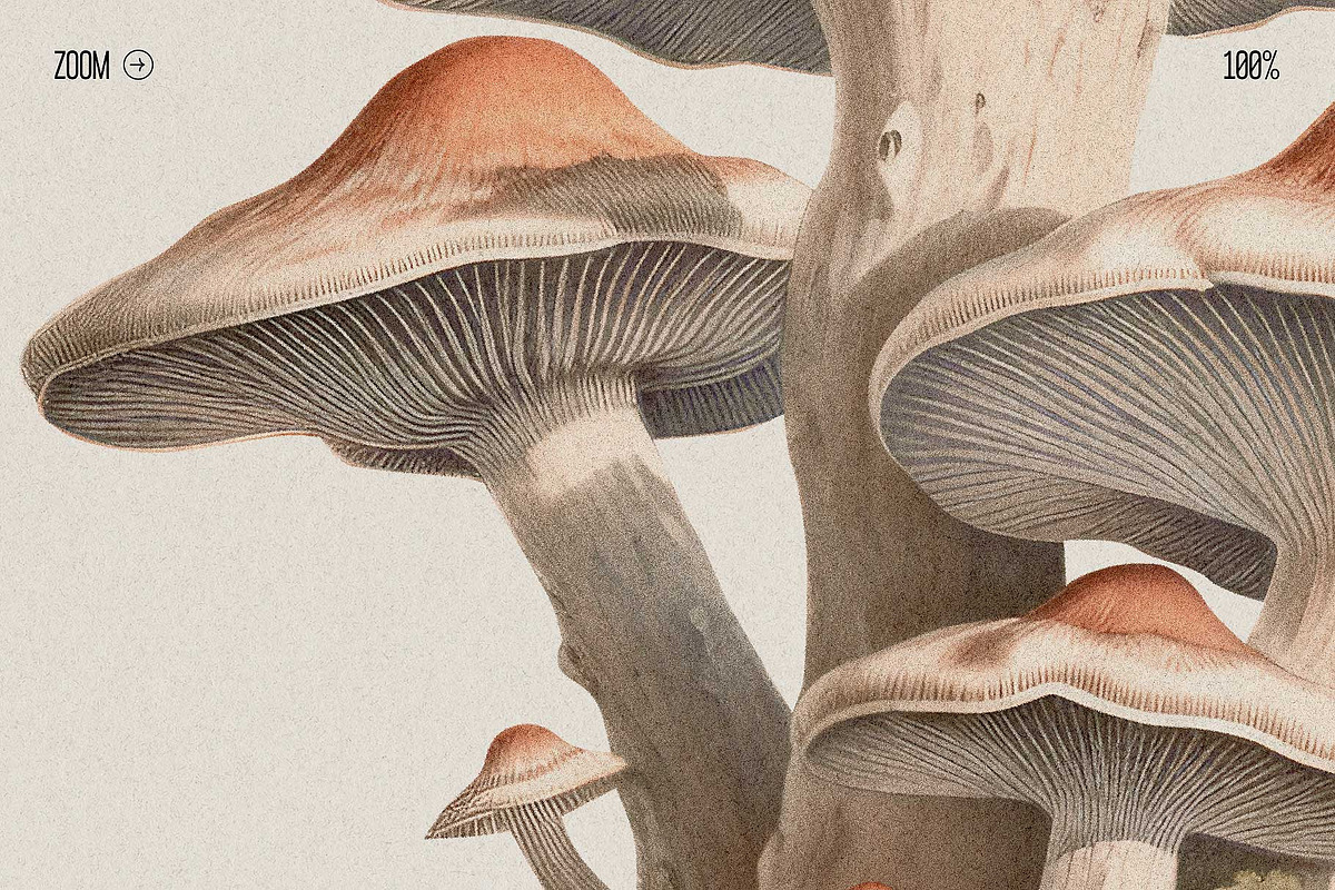Fungi - botanical illustrations, an Object Graphic by AI Crafted Magnolia (Photo 3 of 13)