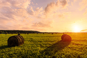 Hay rolls on a green field at sunset. Golden hour rural landscap, a Nature Photo by Eugene_Photo