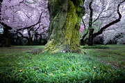 Japanese Cherry Blossom Photo Bundle, a Nature Photo by Silent Nature (Thumbnail 6 of 10)