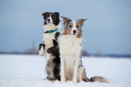 Dog border collie on a walk in winte containing outdoor, animal, and dog, an Animal Photo by oleghz