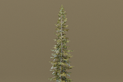 The Sabalpine Fir Tree, a Plants & Tree 3D Model by FuturePastCreatives (Thumbnail 4 of 6)