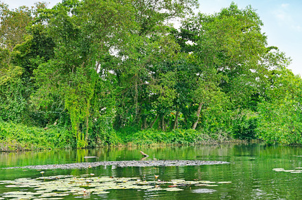Lotuses blooming in the lake, a Nature Photo by Serg64