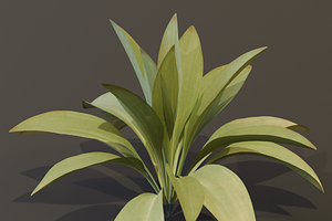 The Haran Bush