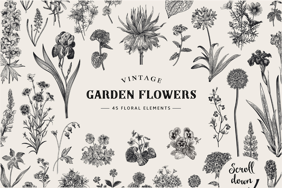 Garden Flowers. Black and white, an Illustration by olga.korneeva (Photo 5 of 5)