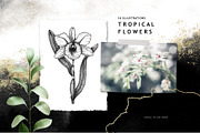 BUNDLE. Tropical Plants & Animals, an Object Graphic by Yevheniia (Thumbnail 5 of 8)