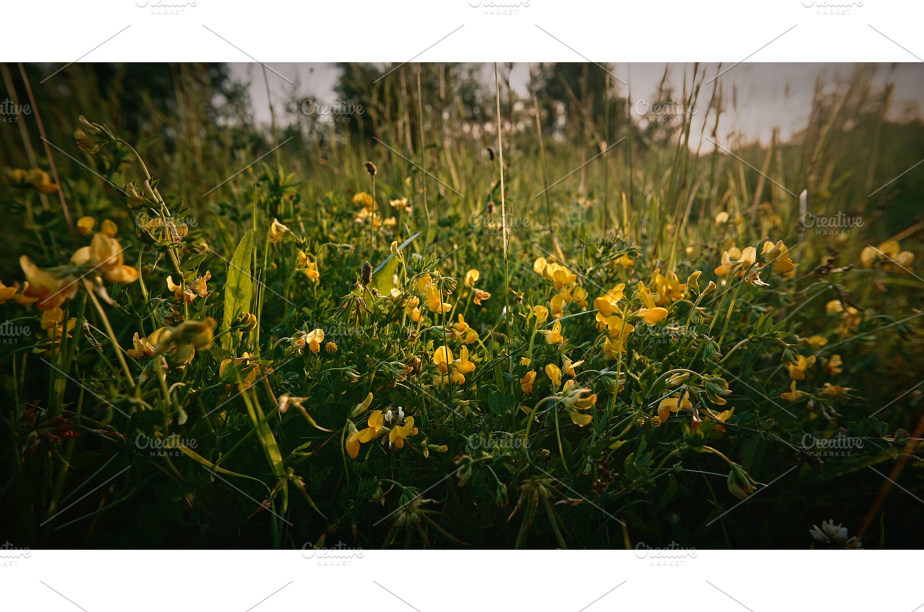 Lotus corniculatus is a flowering, a Nature Photo by Our Amazing World