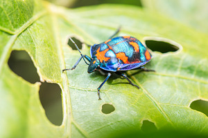 Male Hibiscus Harlequin Bug