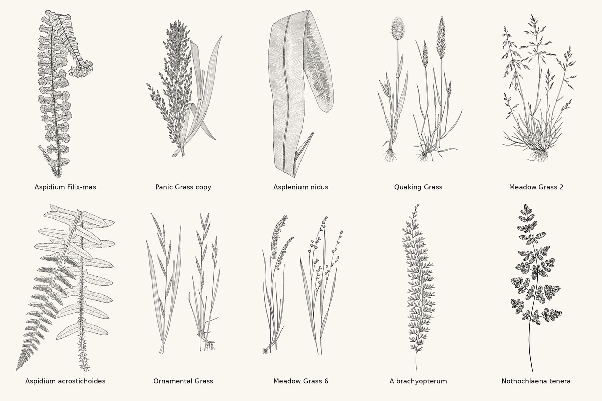 Fern & Grass Line Art Collection, a Decorative Illustration by AW Studios (Photo 8 of 11)