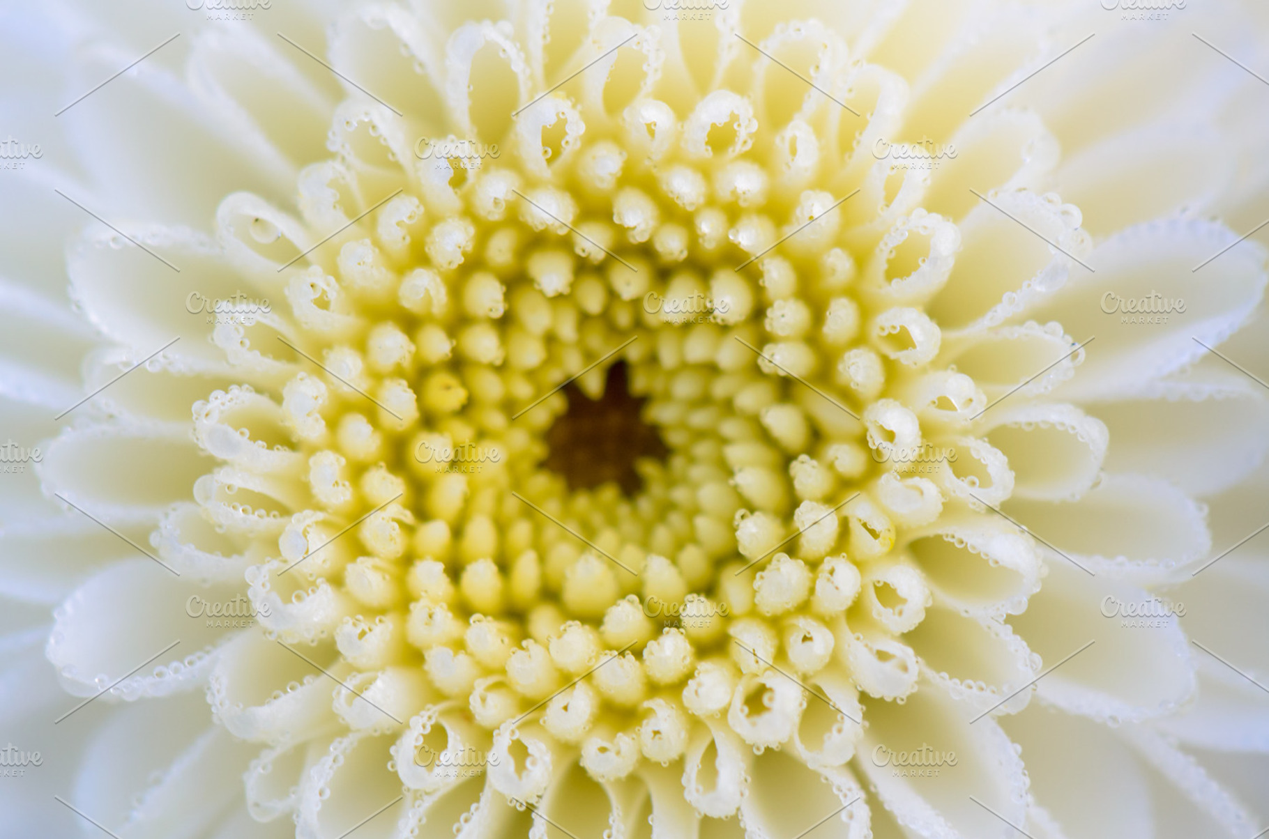 White chrysanthemum flowers featuring flowers, petal, and corolla, a Nature Photo by yongkiet jitwattanatam