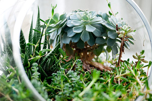 Glass Terrarium