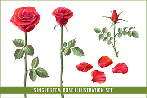 Single Stem Red Rose Illustration