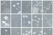 Diaphane - Blurry Floral Backgrounds, a Background Graphic by alonahaidash (Thumbnail 13 of 16)