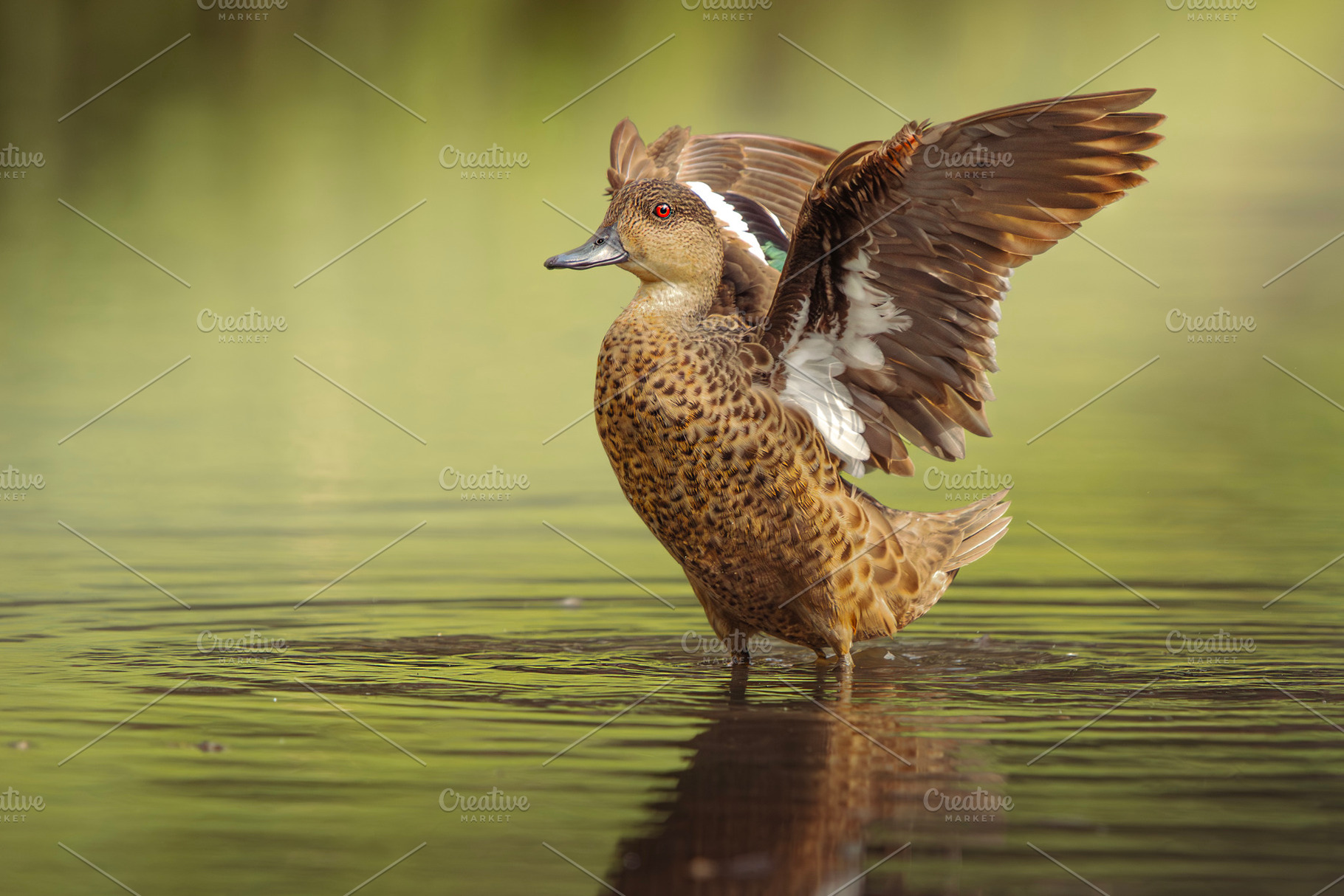 Grey Teal Duck, an Animal Photo by Rob D Animal Photography