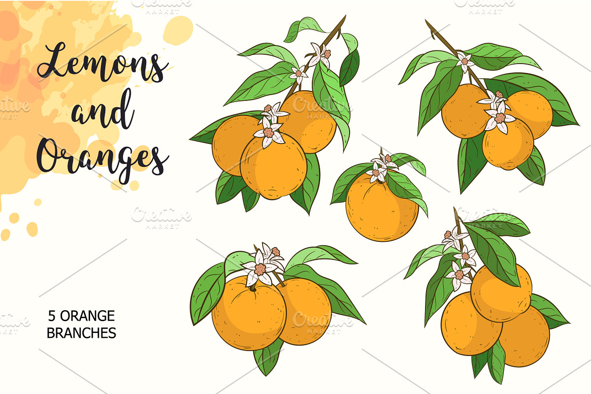 Lemons and Oranges, a Food Illustration by Imaginasty (Photo 4 of 5)