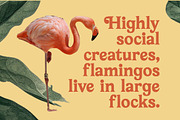 Bailey Retora Groovy Retro Serif, a Serif Font by timelesstype.co (Thumbnail 4 of 20)