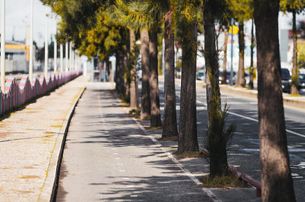 Bicycle lane with tree shadows, a Transportation Photo by SkyNext