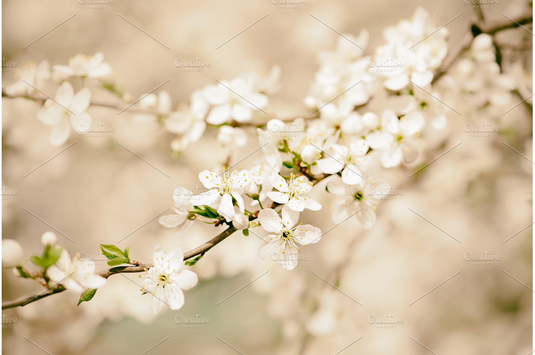 Plum spring flowers, a Nature Photo by Nature and travel