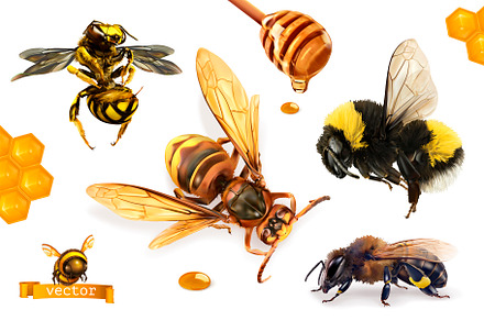Bee, hornet and wasp. Honey drops