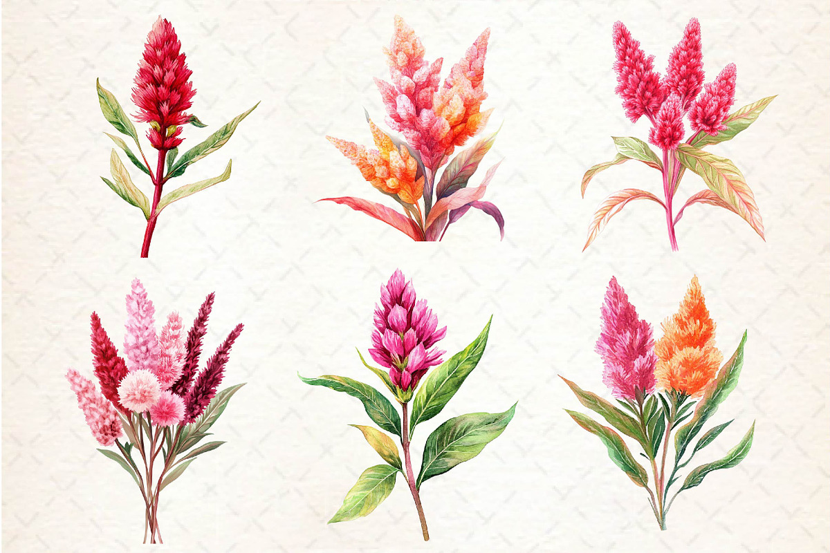 Celosia Flower Clipart, an Illustration by Dream Creation (Photo 5 of 6)