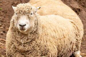 Wooly Dirty Sheep, a Photo by THP Creative