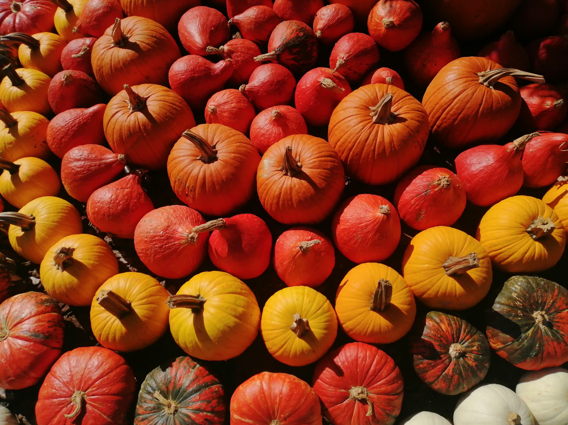 Pumpkins, group of orange pumpkins, a Photo by frizio