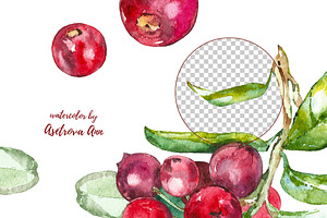 Watercolor Cranberry