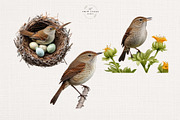 Watercolor House Wren Clipart Set, an Animal Illustration by The Twin Lakes Studio (Thumbnail 3 of 7)