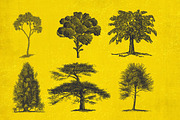 37 Vintage Tree Illustrations, an Object Graphic by AndrewPixel (Thumbnail 4 of 8)