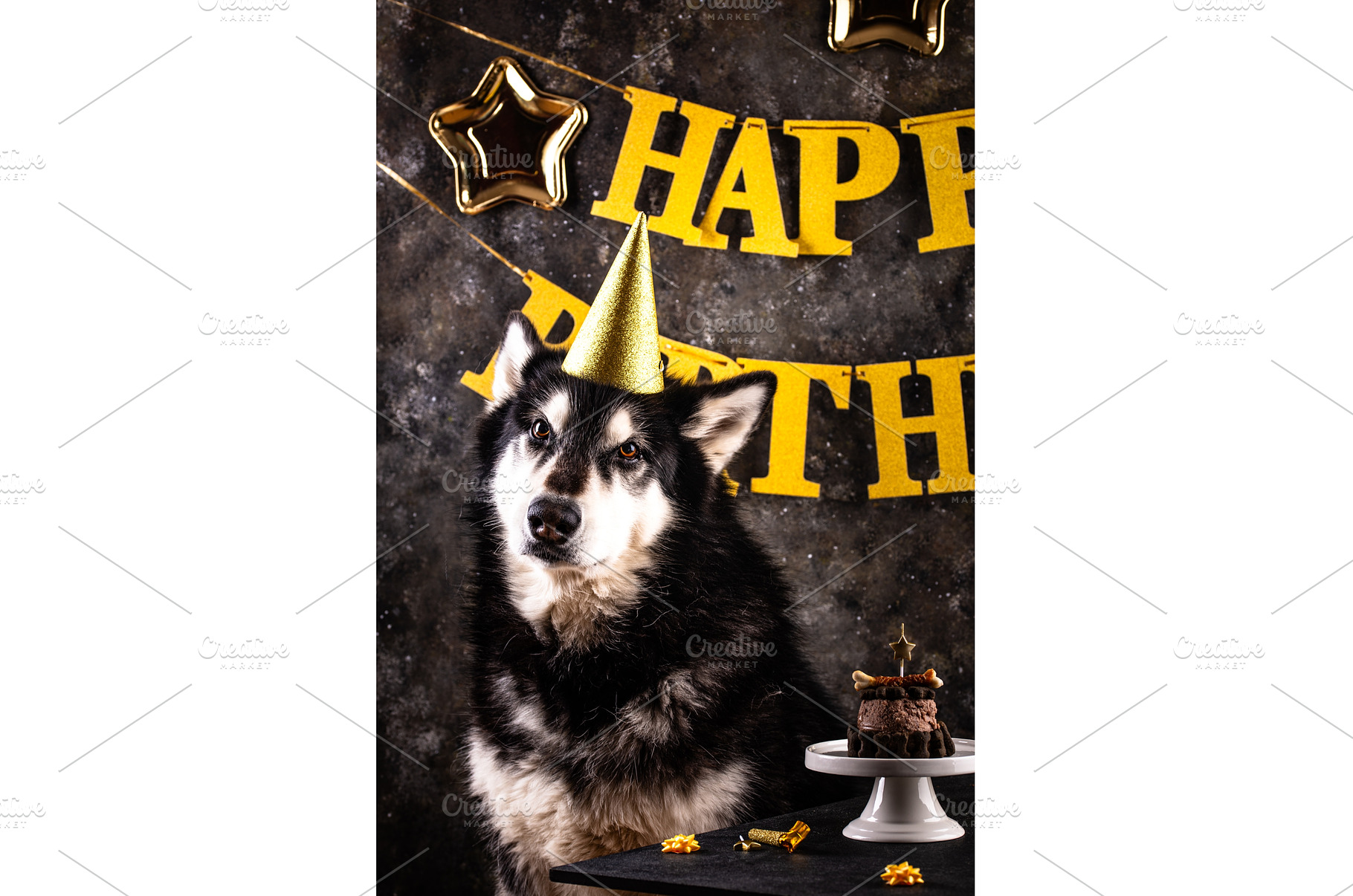Dog birthday party. Malamut with, an Animal Photo by Yulia Furman