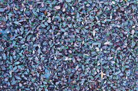 Autumn leaves in the frost., an Abstract Photo by Landscape and travel