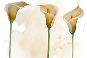 Calla Lily Watercolor Clipart Set, a Decorative Illustration by Floraphoria (Thumbnail 4 of 10)