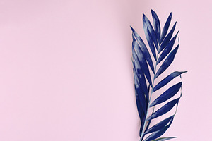 Blue palm branch on a pastel pink background with space for text, a Background Photo by ndanko