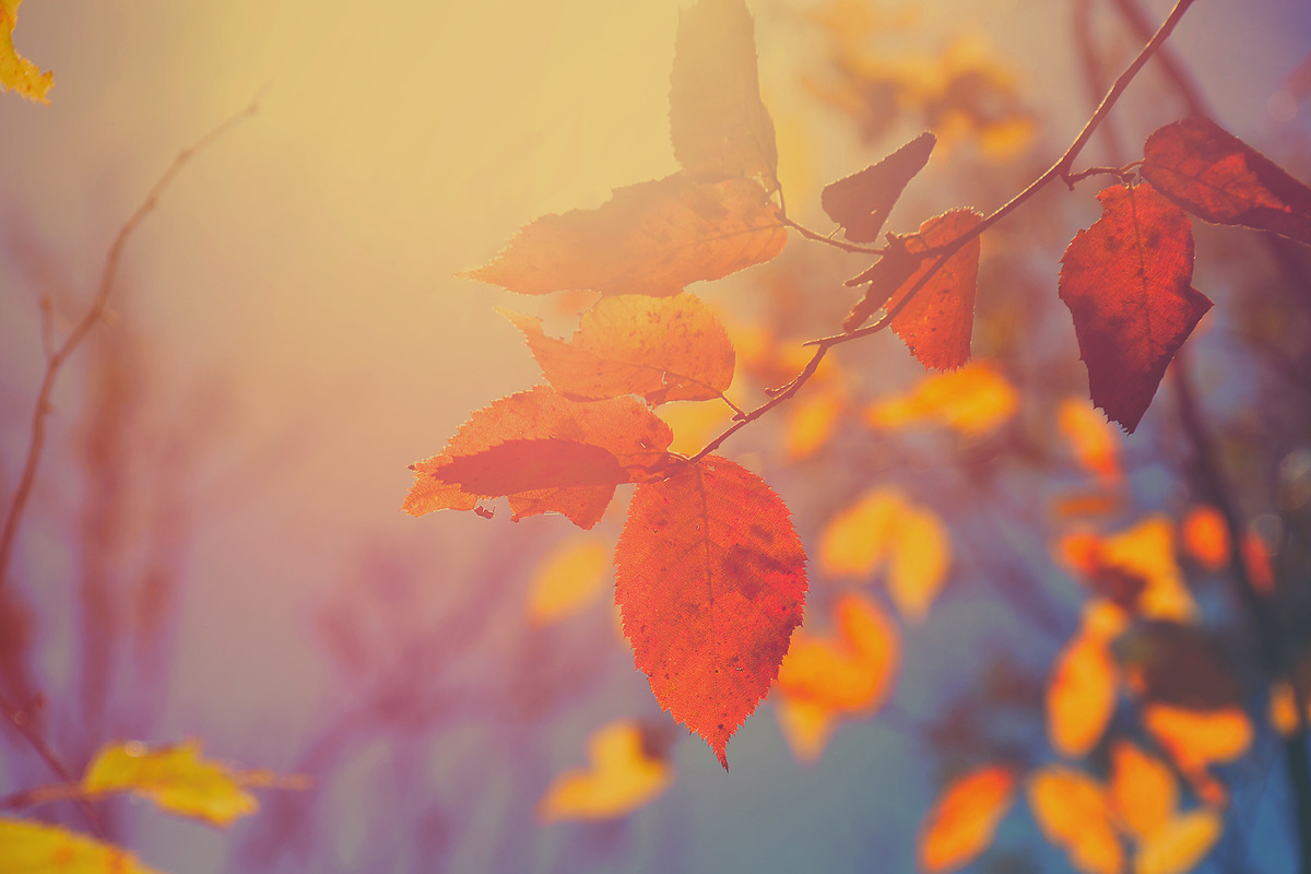 Hazy Sunlit Autumn Leaves, a Nature Photo by Vanilla Extinction (Photo 1 of 2)