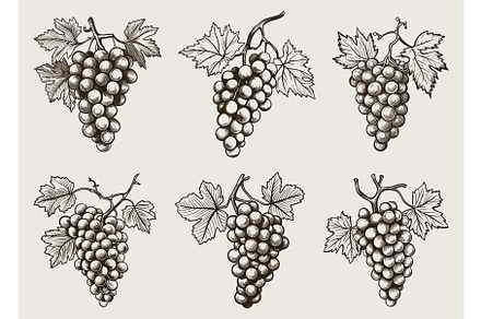 Bunch of grapes engraving. Vintage, a Graphic by LadadikArt