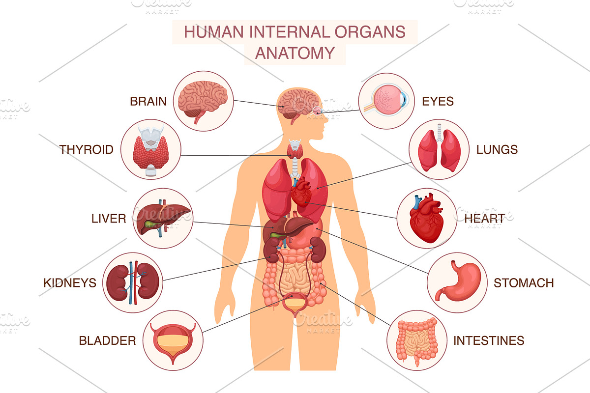 Human body internal organs, a Healthcare Illustration by Yayasya