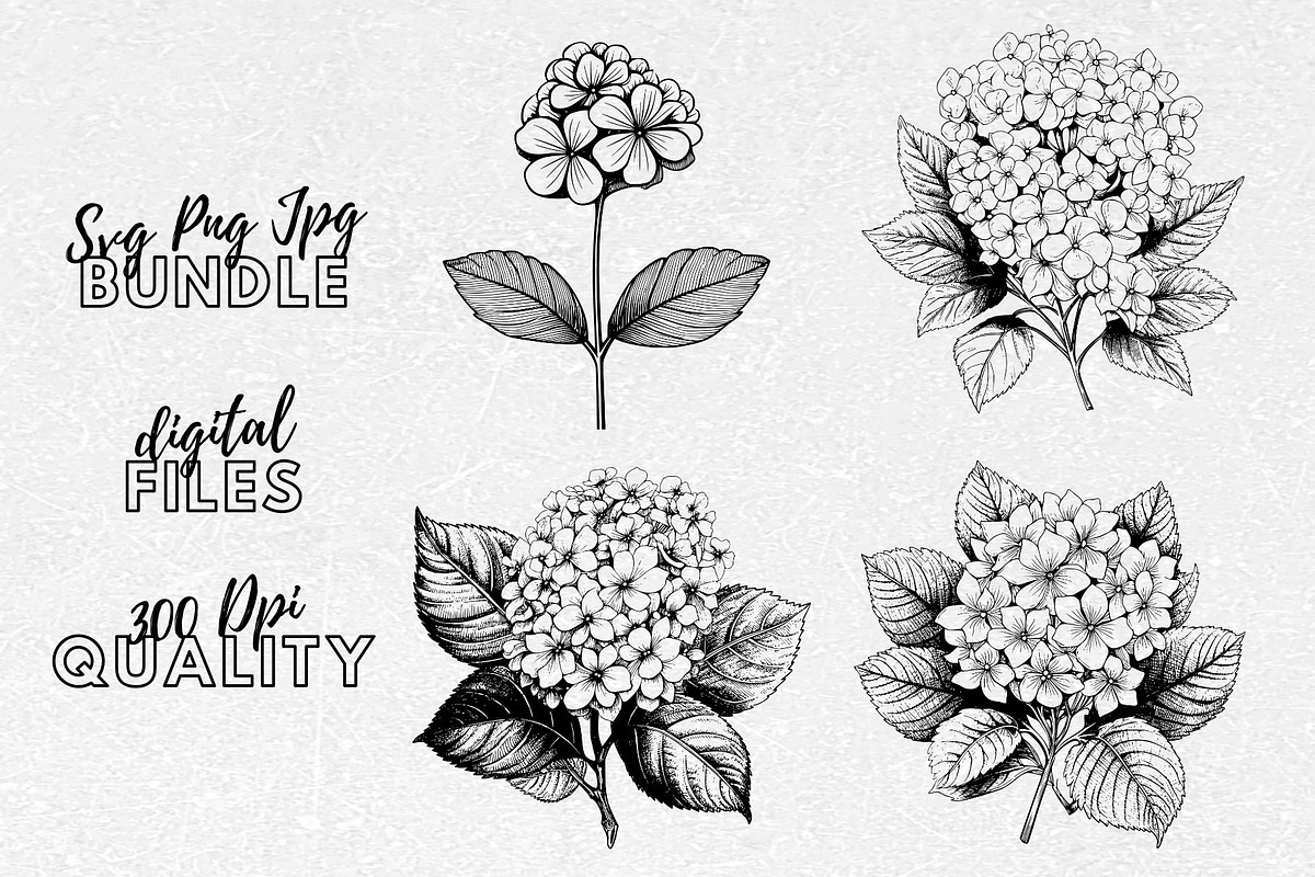 Hydrangea SVG - Flowers Clip Art, an Illustration by YouniqueArtwork (Photo 1 of 5)